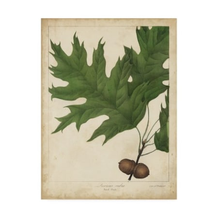 John Torrey 'Oak Leaves And Acorns Ii' Canvas Art,14x19